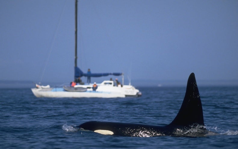 Orcas Are Finding out Terrifying New Behaviors