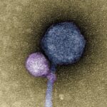 Scientists Find Initially-Ever Vampire Virus Latched to Neck of ‘MindFlayer’
