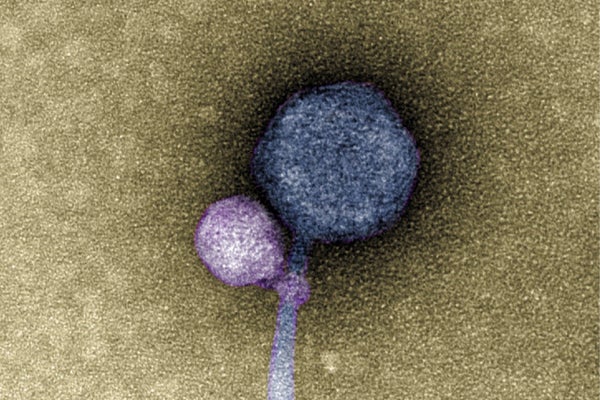 Scientists Find Initially-Ever Vampire Virus Latched to Neck of ‘MindFlayer’