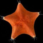 Starfish Are Heads–Just Heads – Scientific American