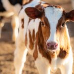 Quitting Cows Could Have Large Environmental Impacts, but It can be More difficult Than It Seems