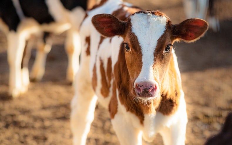 Quitting Cows Could Have Large Environmental Impacts, but It can be More difficult Than It Seems