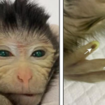 Why Does This Hybrid Monkey Glow Green?