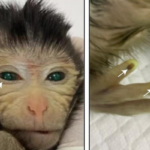 Why Does This Hybrid Monkey Glow Eco-friendly?