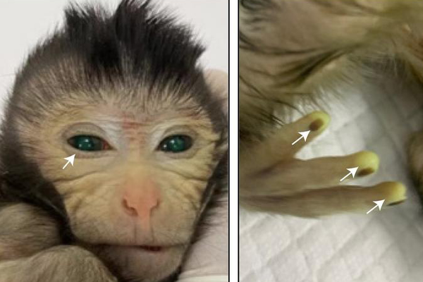 Why Does This Hybrid Monkey Glow Eco-friendly?