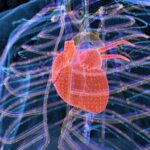 Intense Temperatures Can Threaten Heart Health and fitness