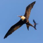 Significant-Flying Frigate Birds Accumulate Knowledge from the Best of the Sky