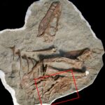 Tyrannosaur’s Stomach Contents Have Been Uncovered for the First Time
