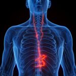 Zapping the Vagus Nerve Could Ease Some Prolonged COVID Symptoms