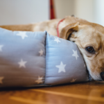 What’s Triggering Mysterious Respiratory Disease in Canine?
