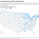 PFAS ‘Forever Chemicals’ Found in Freshwater Fish, Yet Most States Don’t Warn Residents